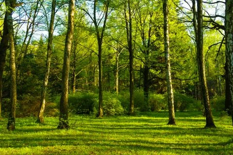 Spring birch grove Stock Photos