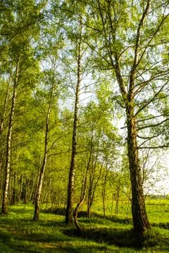 Spring birch grove Foto stock