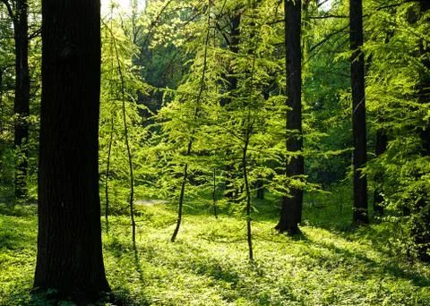 Spring birch grove Foto stock