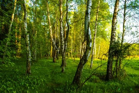 Spring birch grove Stock Photos