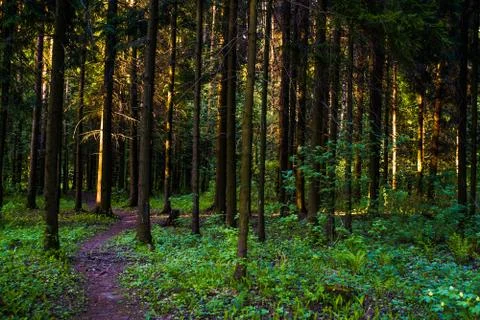 Spring birch grove Stock Photos