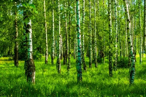 Spring birch grove Stock Photos