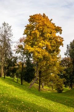 Spring birch grove Stock Photos
