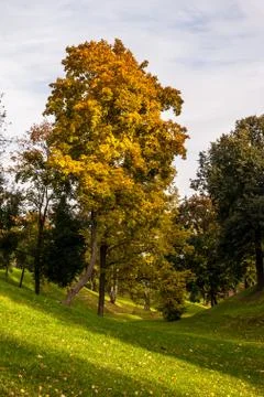 Spring birch grove Stock Photos