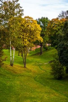 Spring birch grove Foto stock