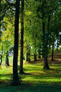 Spring birch grove Stock Photos