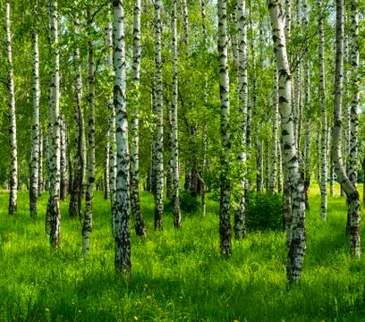Spring birch grove Foto stock