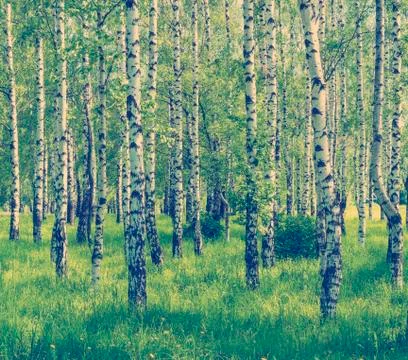 Spring birch grove Foto stock