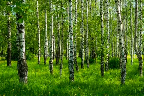 Spring birch grove Stock Photos