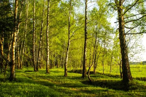 Spring birch grove Stock Photos