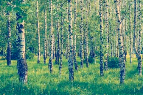 Spring birch grove Stock Photos