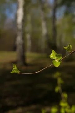 Spring birch grove Stock Photos