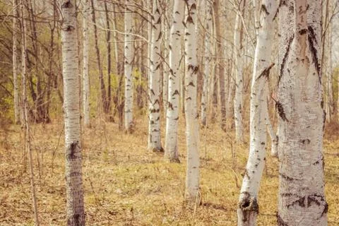 Spring, birch grove. Stock Photos