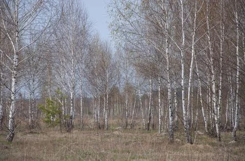Spring birch grove 库存照片