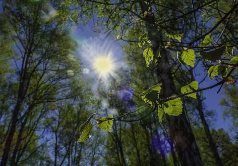 Spring in a birch grove Stock Photos