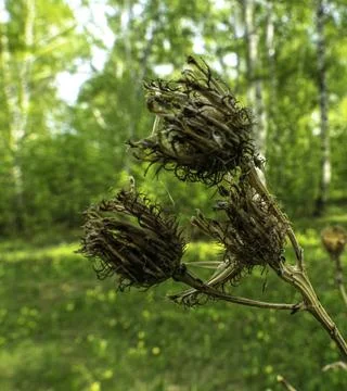 Spring in birch grove Stock Photos
