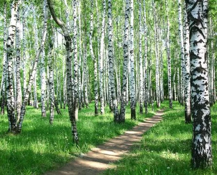 Spring in birch grove in sunlight Stock Photos