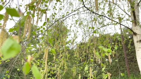 Spring birch with hanging cones Stock Footage 307429398