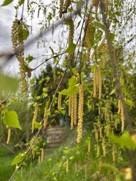 Spring birch with hanging cones Stock Photos