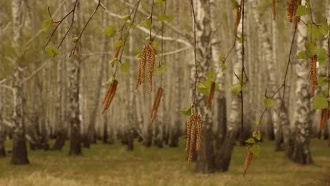 Spring birch leaves in the forest Stock Footage 64095260