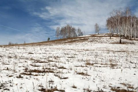 Spring Birch Stock Photos