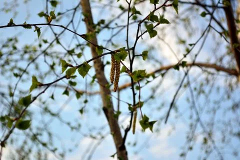 Spring birch Stock Photos