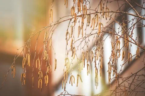 Spring, the birch in the sunlight. Selective focus. Stock Photos