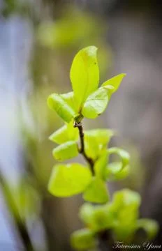 Spring, the birch in the sunlight. Selective focus. Foto stock