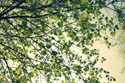 Spring birch tree branch in retro style Stock Photos