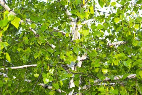 Spring birch tree branches, leaves Stock Photos