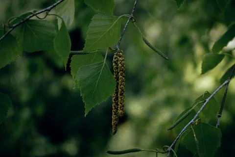Spring birch tree with catkins and green leaves close up Stock Photos