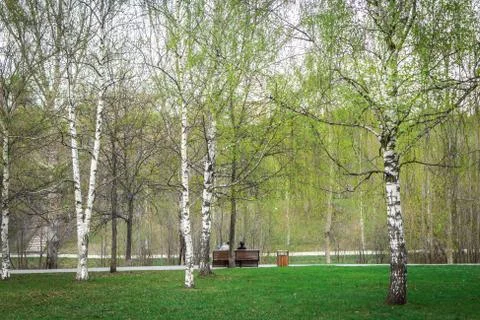 Spring birch tree forest road landscape. Birch tree forest road in spring season Stock Photos