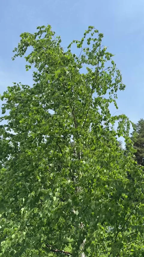 Spring birch tree with fresh green leaves standing tall against a clear blue  Stock Footage 310612877