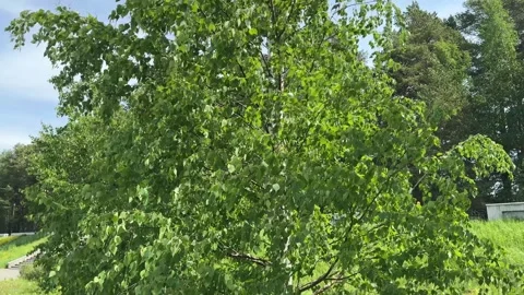 Spring birch tree with fresh green leaves standing tall against a clear blue  Video stock 310613327