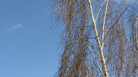 Spring Birch tree on a Sunny day Stock-Footage 92982147