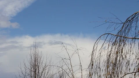 Spring Birch tree on a Sunny day Stock Footage 92982254