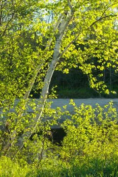 Spring Birch Trees Stock Photos