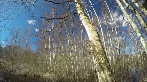Spring birch trunk near forest and clouds motion, time lapse 4K Stock Footage 74651646