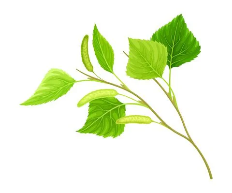 Spring birch twig with catkins vector illustration on white background Stock Illustration