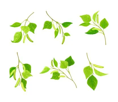 Spring birch twigs with green leaves and catkins set vector illustration Stock Illustration