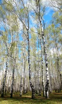 Spring birches on blue sky Stock-Fotos