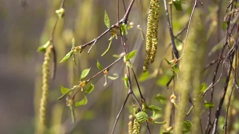 Spring birches catkins background. Twig of birch. Stock Footage 107193020