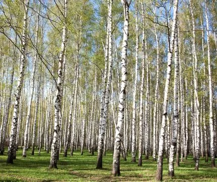 Spring birches Stock Photos