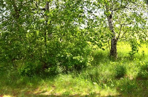 Spring. Birches. Stock Photos