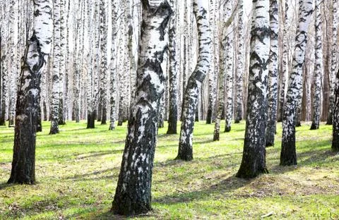 Spring birches in sunlight Stock Photos