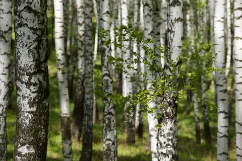 Spring birchwood Stock Photos