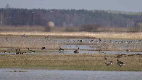 Spring bird arrivals, 4K slomo 스톡 동영상 171322424