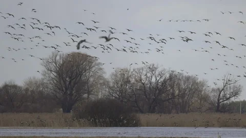 Spring bird arrivals, 4K slomo Stock Footage 237525949