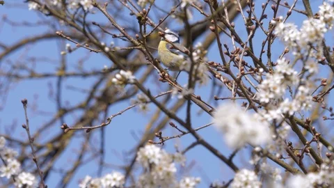 Spring bird beautiful blue tit with blooming blossoms Stock Footage 88521393