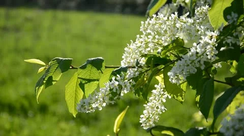 Spring bird cherry branch with  blossoms Video stock 11716563